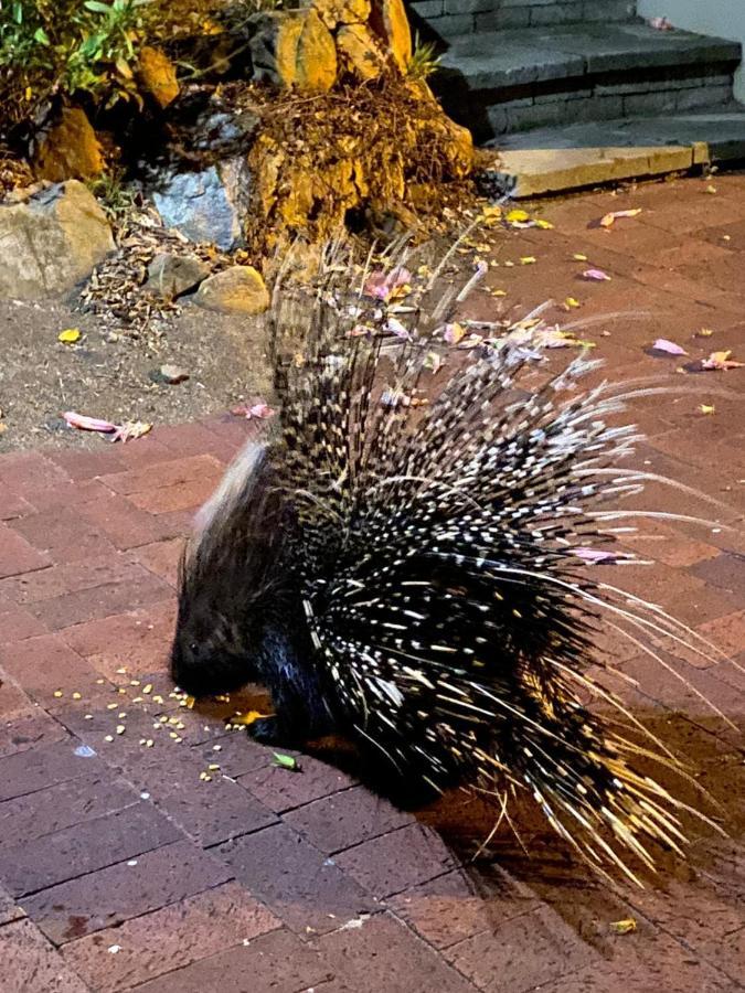 Porcupine Walk Apartment Simon's Town Luaran gambar