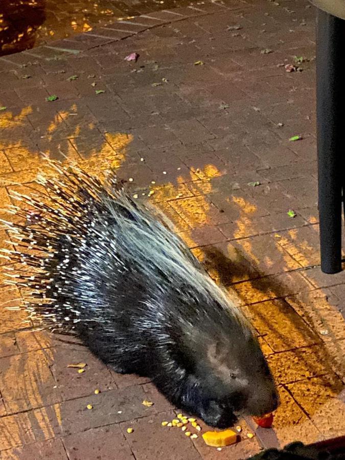Porcupine Walk Apartment Simon's Town Luaran gambar