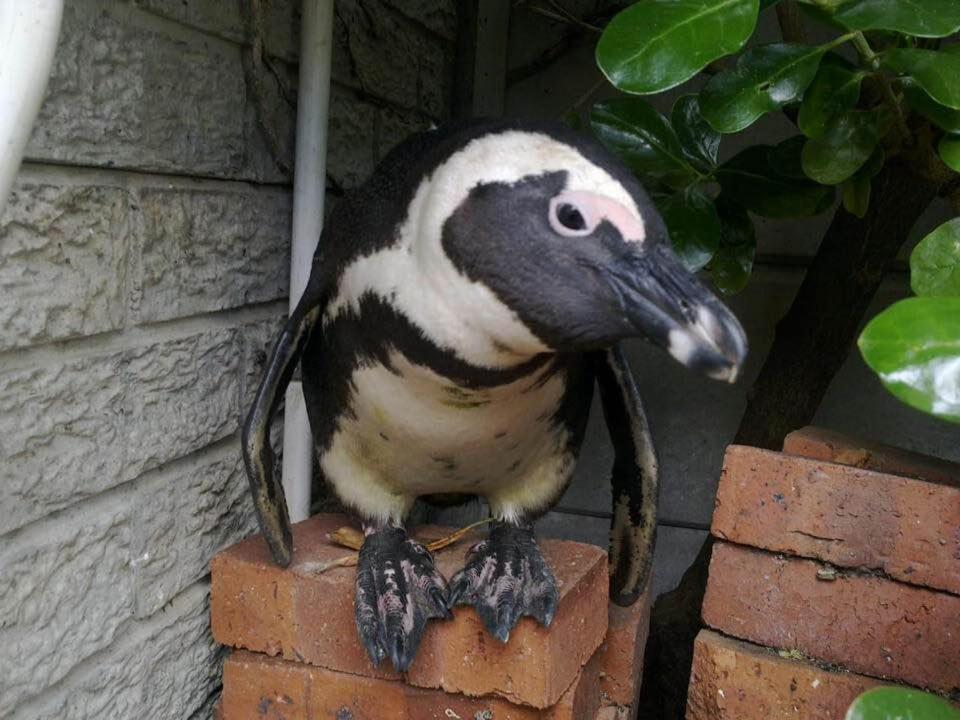 Porcupine Walk Apartment Simon's Town Luaran gambar
